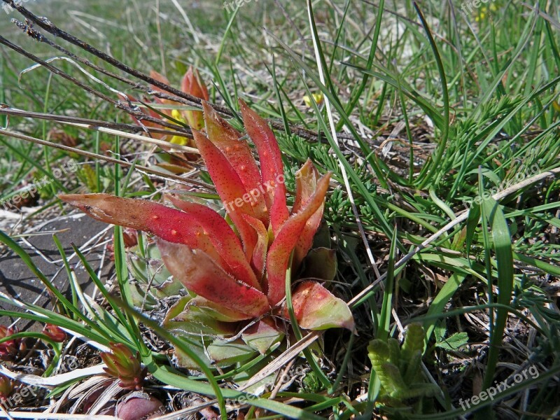 Flowers Nature Dwarf Accaule Succulent