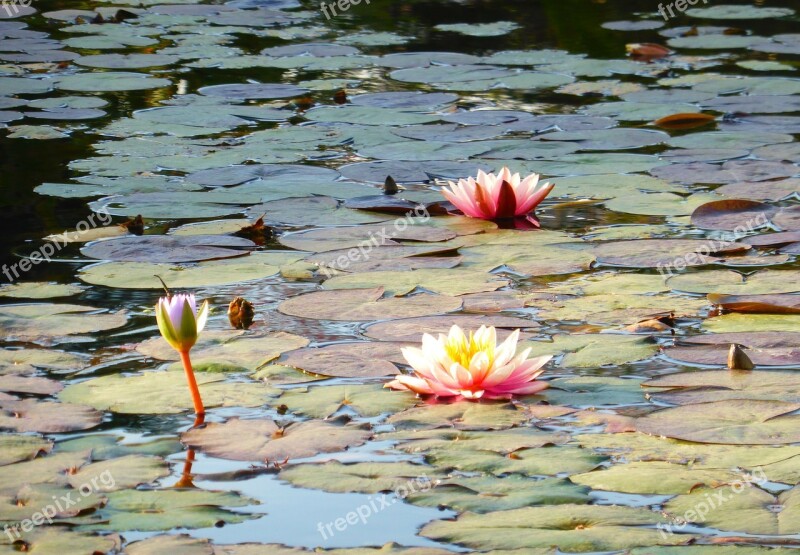 Water Lilies Pond Water Flowers Park