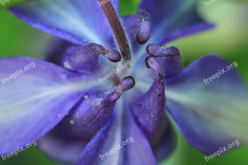 Columbine Blossom Bloom Flower Purple