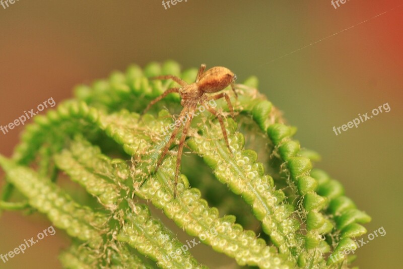 Fern Strecker Spider Green Plant Leaf Fern