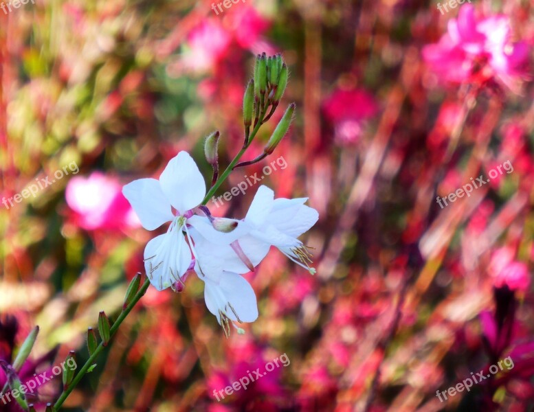 Flower Wind Plant The Expression Of Free Photos