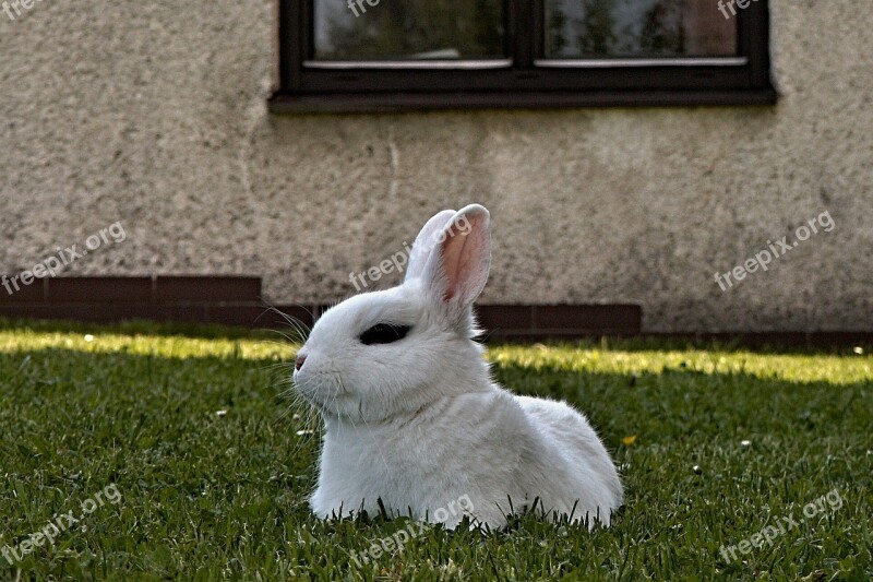 Rabbit Stunted White Lying Pet