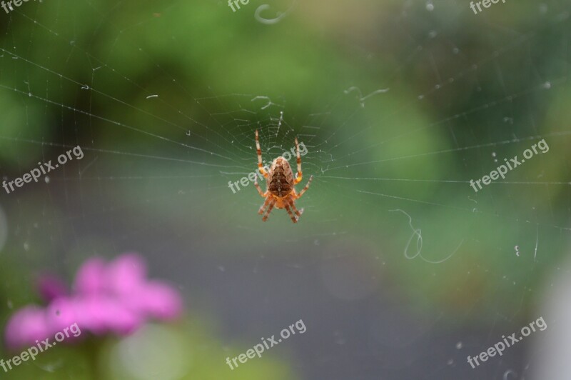 Garden Spider Spin Web Cobweb Rag