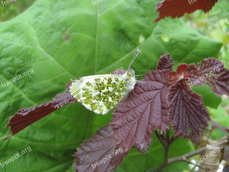 Motte Spring Butterfly Free Photos