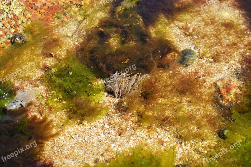 Beadlet Anemone Open Anemone Anemone Actinia Equina Sea