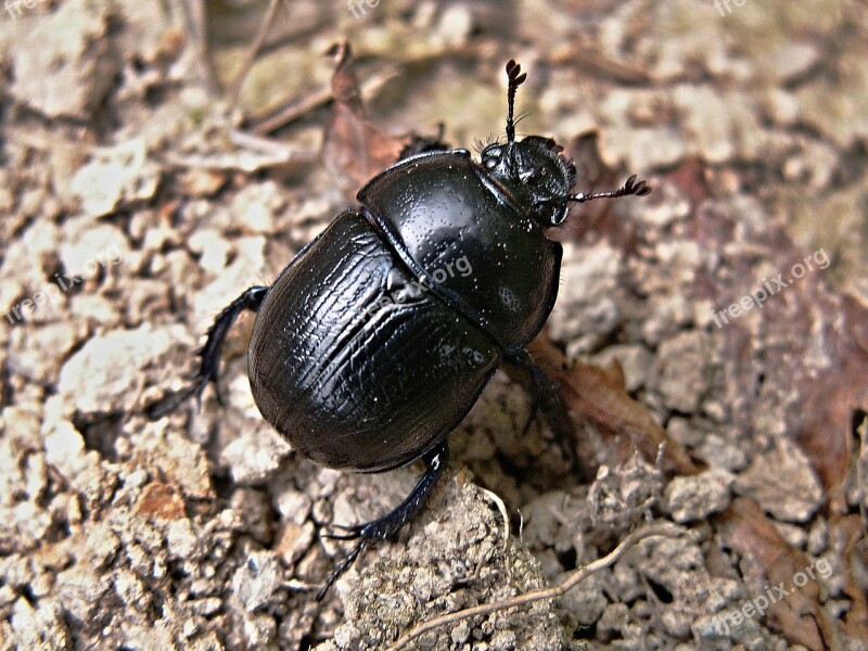 Dung Beetles Beetle Macro Black Dung Beetle