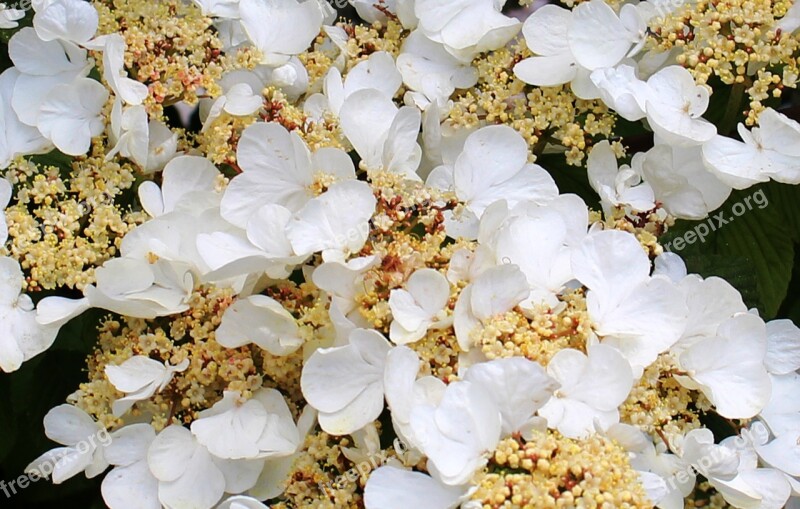 Flower Flowers Hydrangea Climbing Leaves