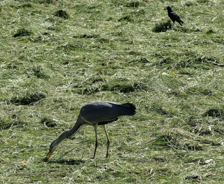 Heron Nature Bird Pasture Polder