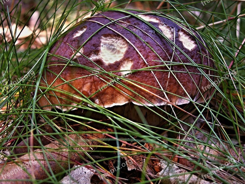 Mushroom Right Oak Fungus Grass Dry