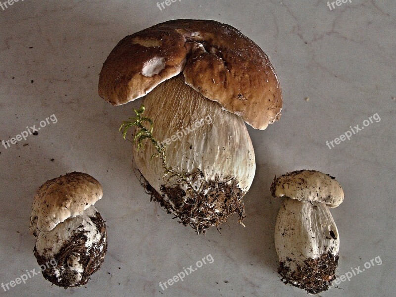 Mushroom Right Mushrooms Fungus Unadjusted Boletus