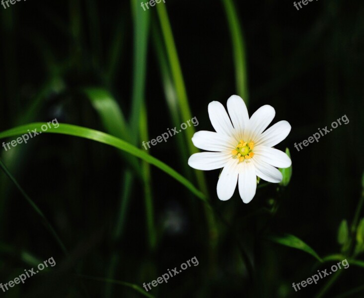 Flower Blossom Bloom White Macro