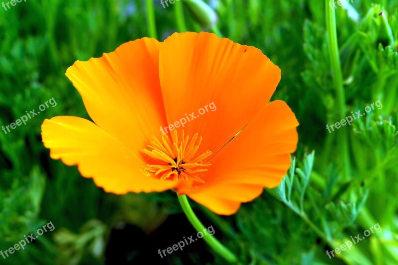 Flower Blossom Bloom Orange Flowers Sweet