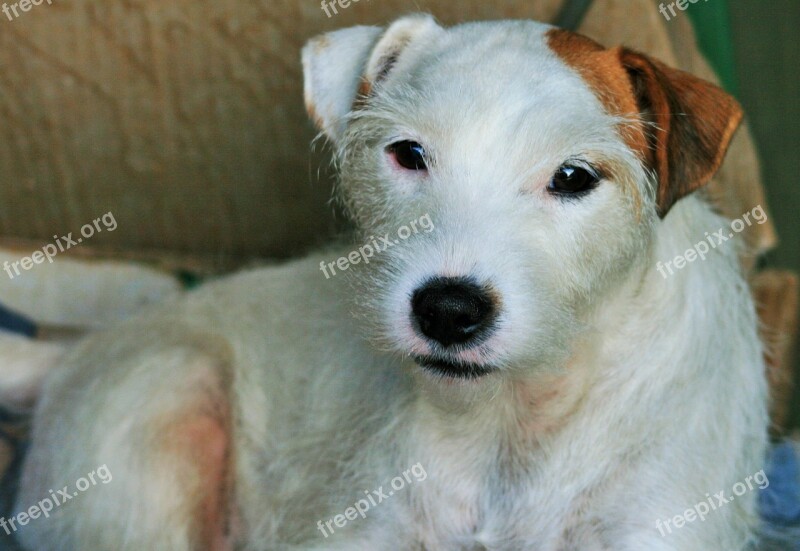 Jack Russell Dog White Terrier Parson's Jack Russell