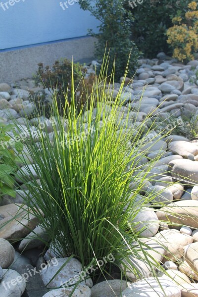 Grass Close Up Green Nature Halme