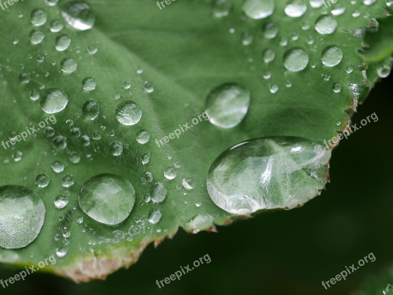 Plants Nature Macro Dew Water