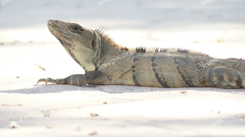 Iguana Hot Lizard Wildlife Dragon