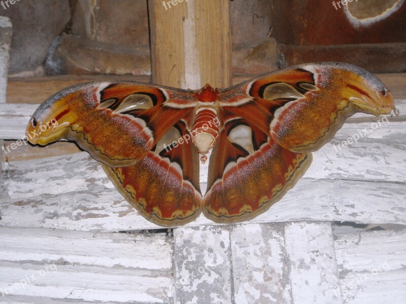 Butterfly Elephant Brown White Free Photos