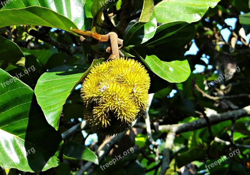 Wild Jack Jungle Jack Tree Fruit Artocarpus Hirsutus