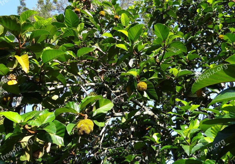 Wild Jack Jungle Jack Tree Fruit Artocarpus Hirsutus