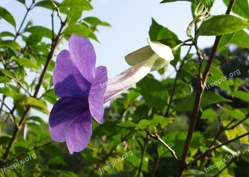 Bush Clock Vine King's Mantle Flower Blue Thunbergia Erecta