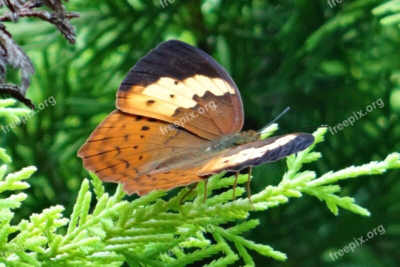 Butterfly Rustic Cupha Erymanthis Brush-footed Butterfly Nymphalidae