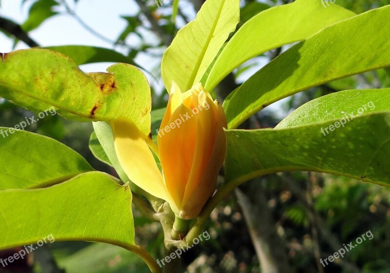 Champa Champak Magnolia Champaca Yellow Jade Orchid Flower