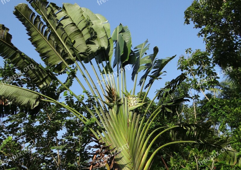 Ravenala Madagascariensis Traveller's Tree Traveller's Palm Strelitziaceae Kodagu