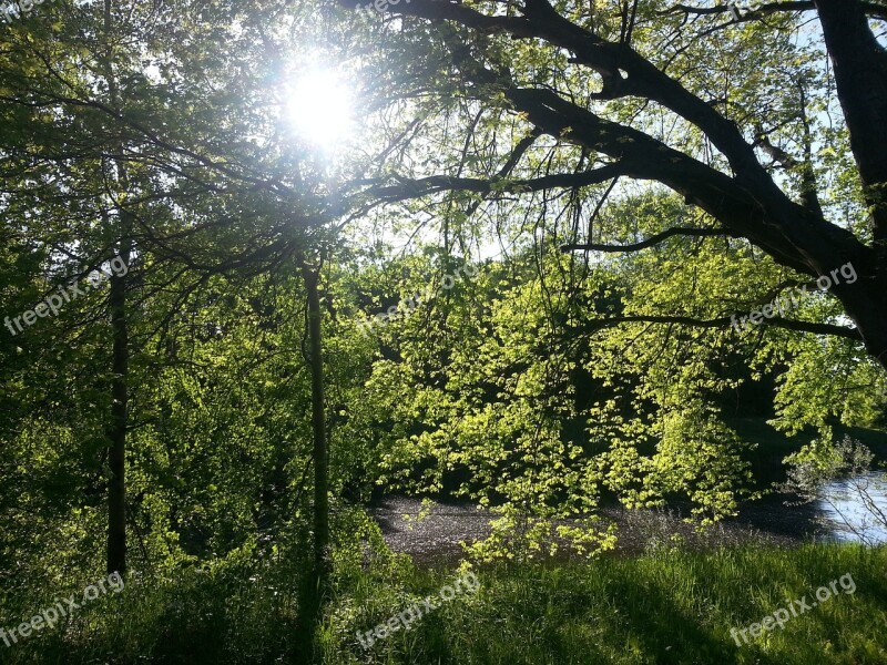 Nature Sun Trees Landscape Sunny