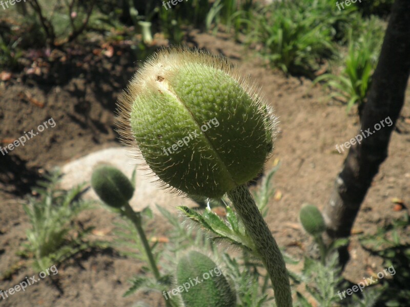 Poppy Bud Green Plant Flower Garden