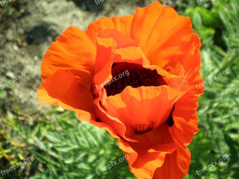 Poppy Blossom Bloom Flower Stamens