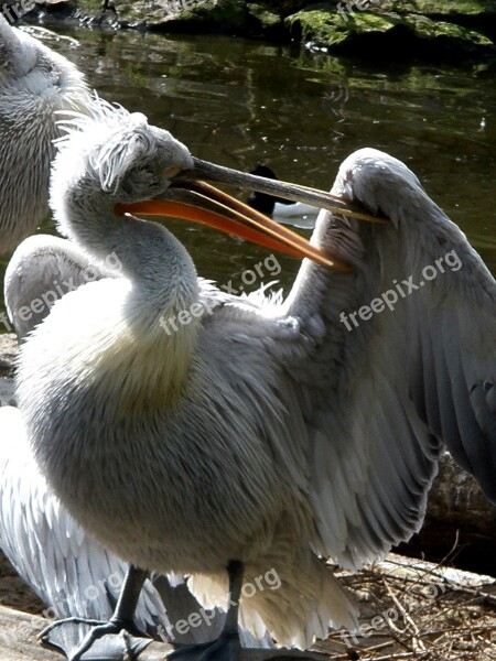 Pelicans Pelecanidae Bird Plumage Spring Care