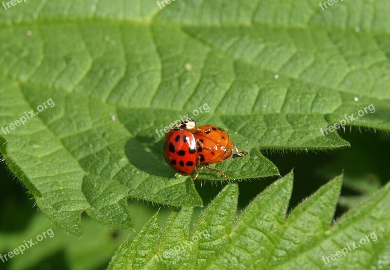 Ladybug Pairing Couple Pair Insect