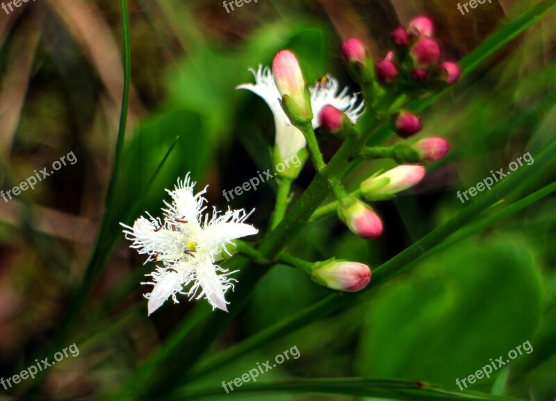 Fever Dress Blossom Bloom Bud White