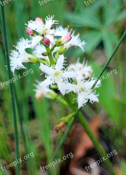 Fever Dress Blossom Bloom Bud White