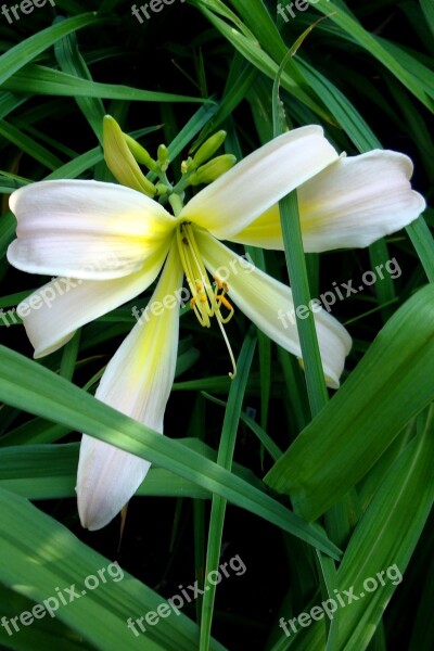 Flower Garden Hemerocallis Yellow Free Photos