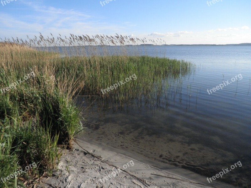 Reed Landscape Lake Sandy Shore Island Of Usedom