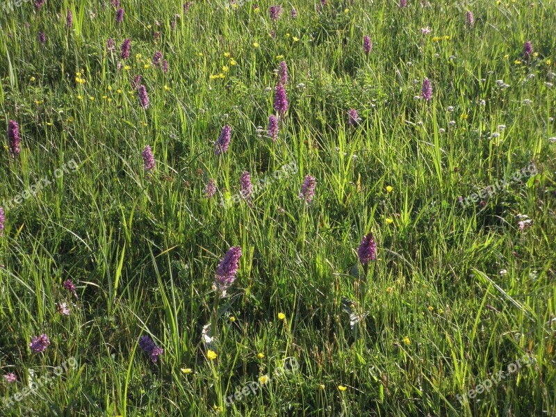 Meadow Orchid Plant Nature Free Photos