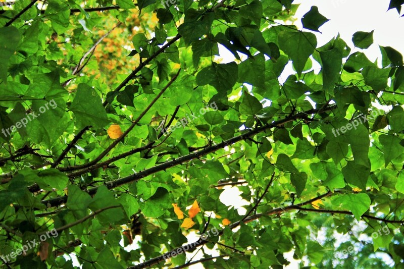 Green Foliage Leaves Dense Tree Green Yellow