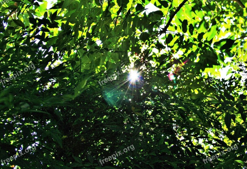 Green Foliage Leaves Dense Tree Green