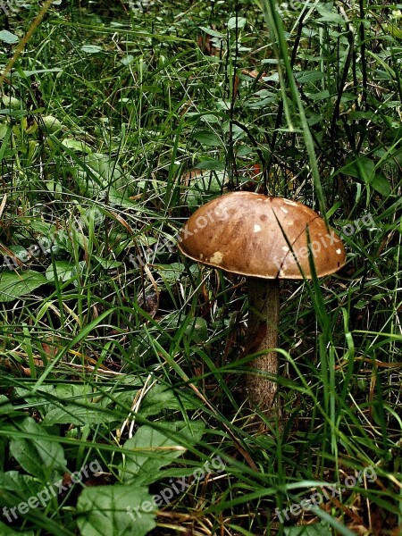 Fungus Brown Cap Boletus Grass Macro Bilberry