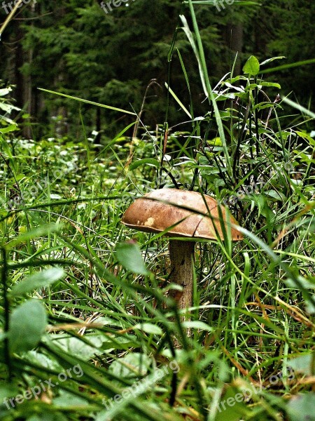 Fungus Brown Cap Boletus Grass Forest Macro