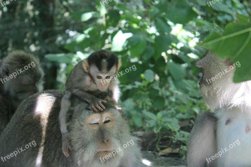 Bali Ubud Monkey Indonesia Baby Monkey