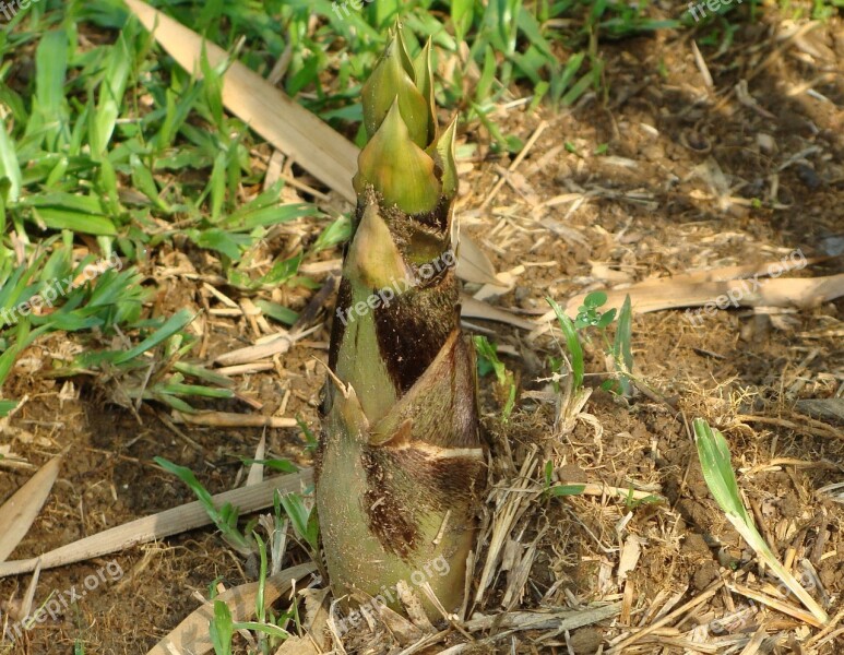 Bamboo Bambusa Vulgaris Giant Buddha's Belly Bamboo Shoot Kodagu