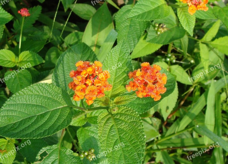 Lantana Camara Big Sage Wild Sage Red Sage Flowers