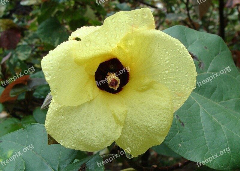 Beach Hibiscus Flower Yellow Tree Hibiscus Tiliaceus