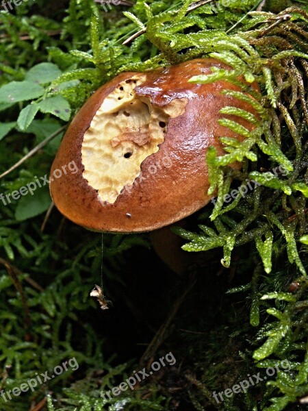 Boletus Macro Fungus Moss Brush Teeth