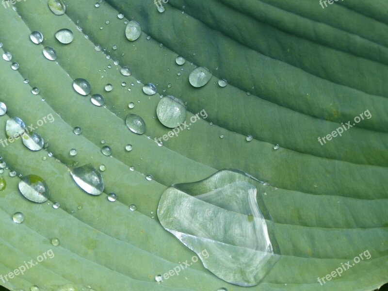 Raindrop Hosta Sheet Plant Green