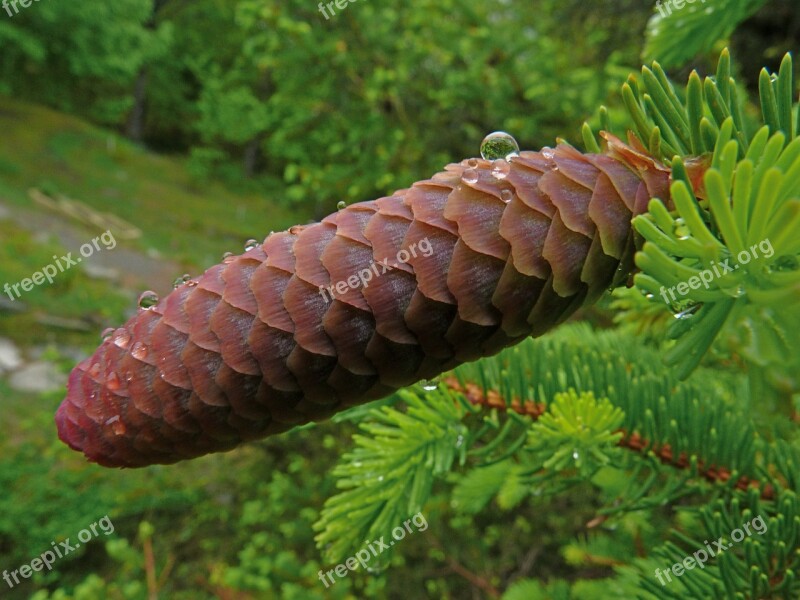 Pinecone Hemang Patel Nature Macro Dew Drop