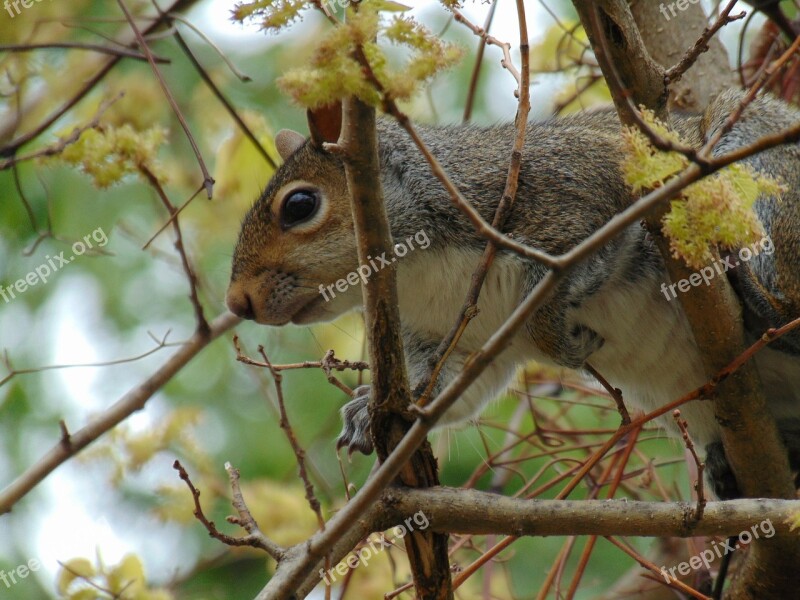 Squirrel Animal Forest Branch Tree