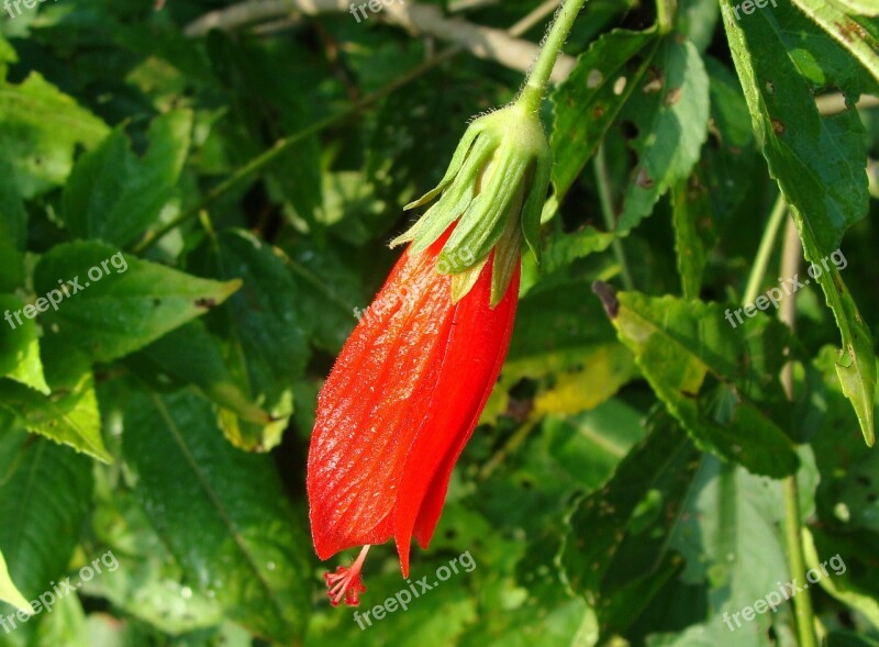 Pendulous Sleeping Hibiscus Flower Red Malvaviscus Penduliflorus Kodagu